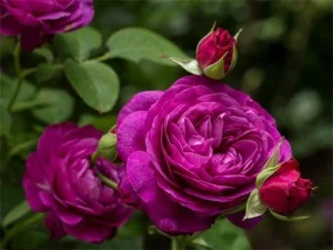 Purple Roses Puzzle